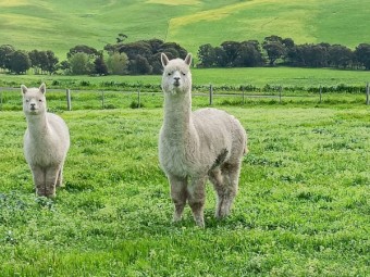 Wether Alpacas used as Guards on our White Suffolk Stud - Need a new home.