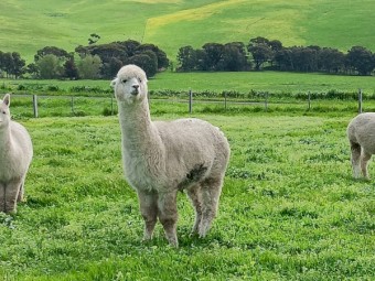 Wether Alpacas used as Guards on our White Suffolk Stud - Need a new home.