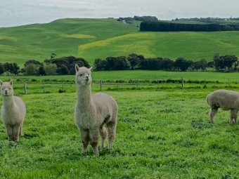 Wether Alpacas used as Guards on our White Suffolk Stud - Need a new home.