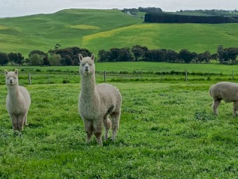 Wether Alpacas used as Guards on our White Suffolk Stud - Need a new home.