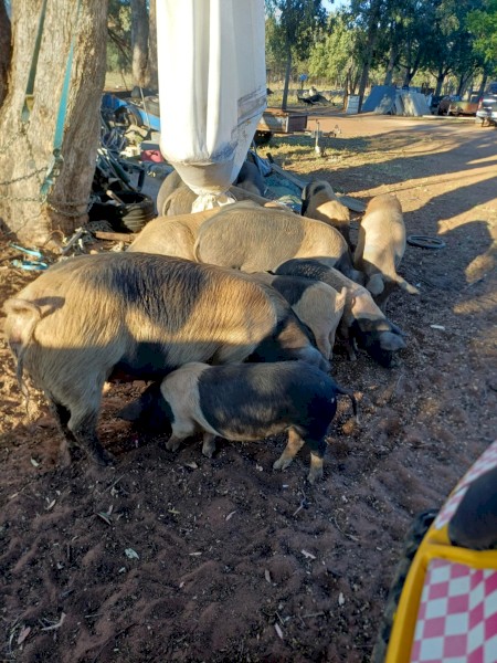 Wessex Saddleback pigs 