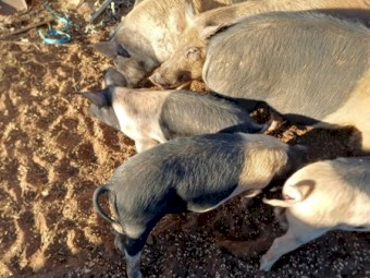 Wessex Saddleback pigs 