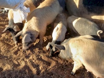 Wessex Saddleback pigs 
