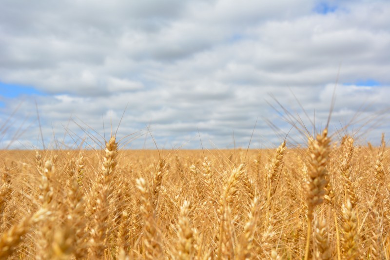 WANTED Land for Lease or Share-farming (Minyip area)