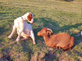 Boer Goats 
