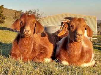 Boer Goats 