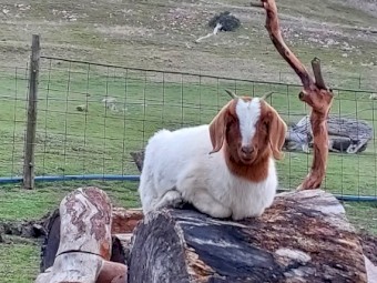Boer Goats 