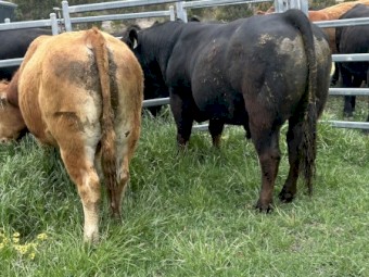 Limousin Bull Black and Polled