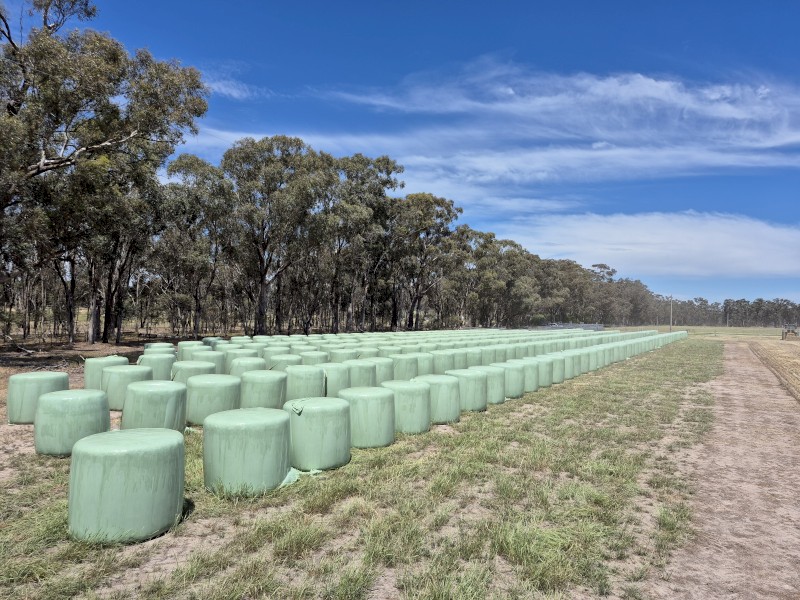 Triticale Haylage 4.2x4 Round Bales 18% moisture 