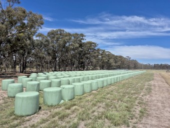 Triticale Haylage 4.2x4 Round Bales 18% moisture 