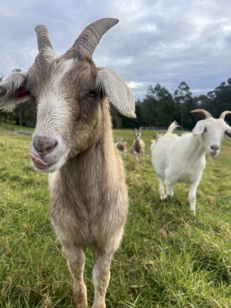 30 x Goats