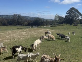 30 x Goats