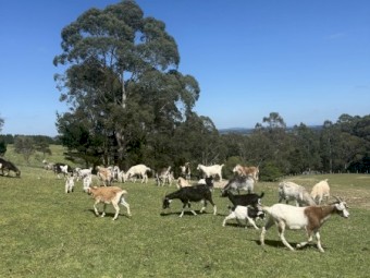 30 x Goats