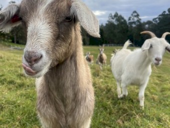 30 x Goats