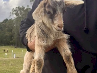 30 x Goats