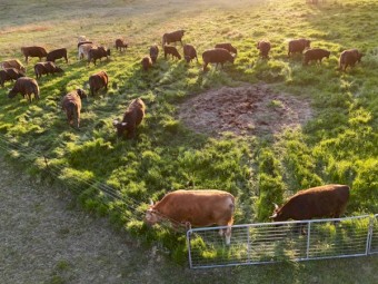 Full Blood Wagyu Steers price reduced