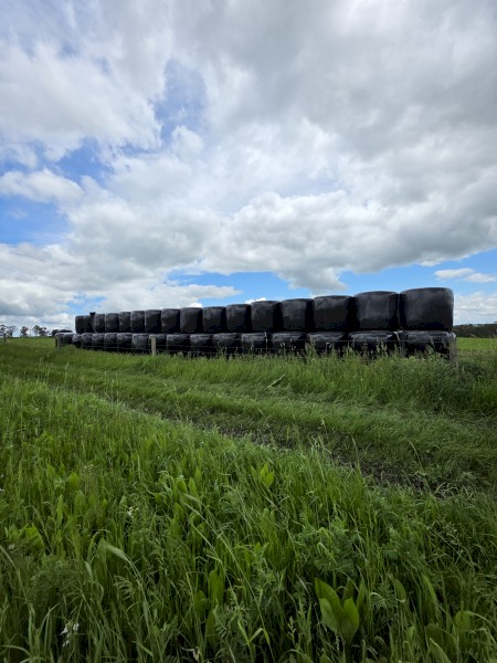 Multispecies Silage