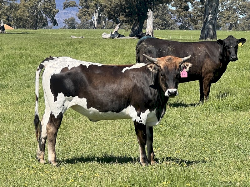 Pure Texas Longhorn 