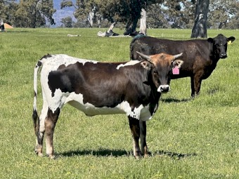 Pure Texas Longhorn 