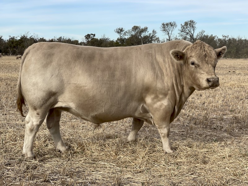 SquareMeater Bull for sale