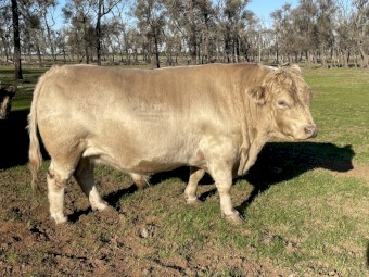 SquareMeater Bull for sale