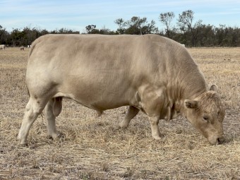 SquareMeater Bull for sale