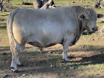 SquareMeater Bull for sale