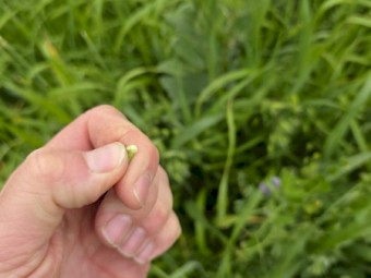 Multispecies Silage