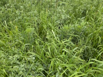 Multispecies Silage