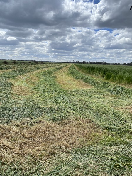 500mt Oaten Hay 550kg 8x4x3 Bales