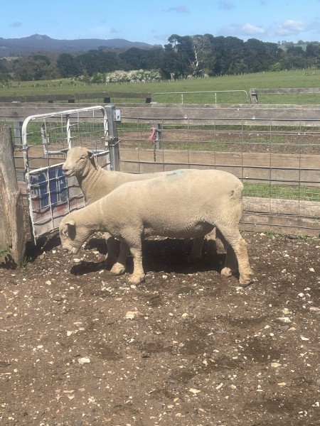 Southdown Rams 