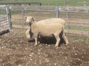 Southdown Rams 