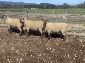 Southdown x Suffolk rams 