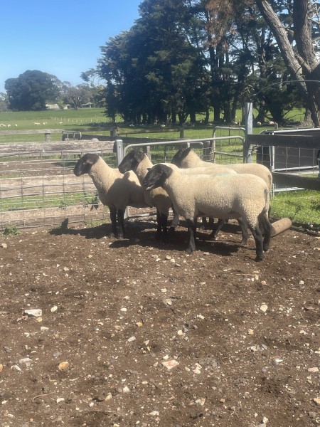 Suffolk Rams 