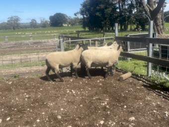 Suffolk Rams 