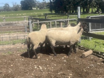 Suffolk Rams 
