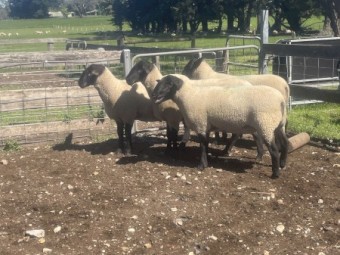 Suffolk Rams 