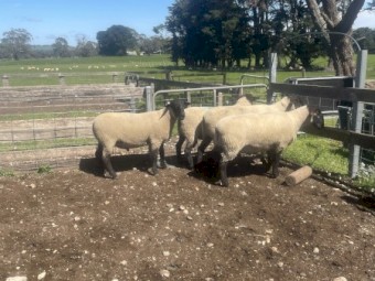 Suffolk Rams 