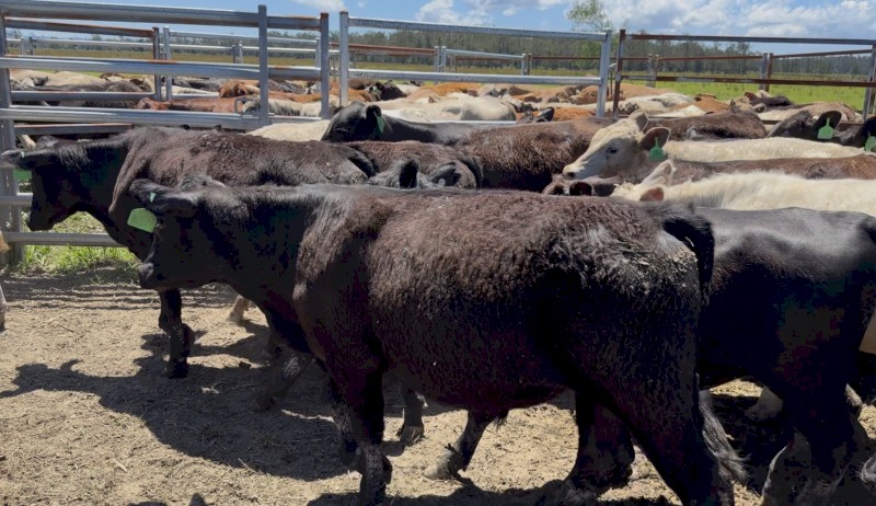 114 Angus X and Euro X Steers