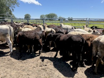 114 Angus X and Euro X Steers