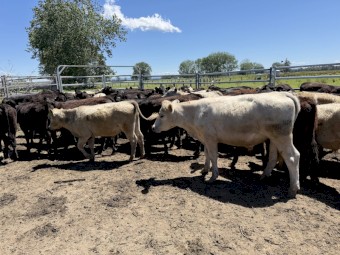 114 Angus X and Euro X Steers
