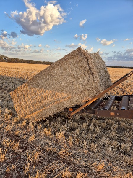 Barley Straw/Header Tailings