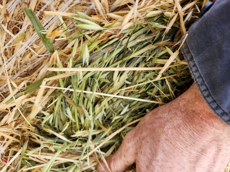 5x4 Oaten Hay 