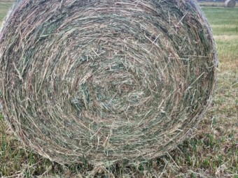 5x4 Oaten Hay 