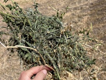 Vetch Hay lage 