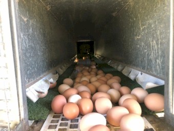 Chicken Caravan for Sale – Holds up to 450 Hens