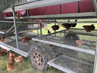 Chicken Caravan for Sale – Holds up to 450 Hens
