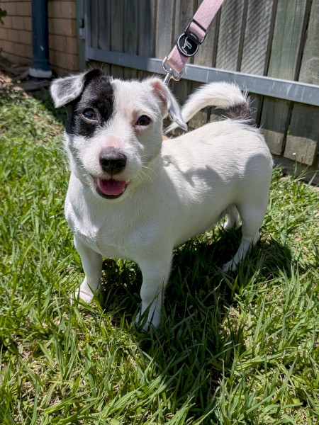 Female Jack Russell Terrier