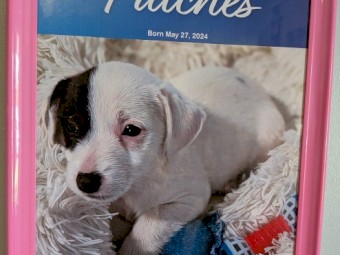 Female Jack Russell Terrier