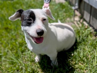 Female Jack Russell Terrier